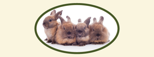 (image for) Small Bunnies Holder