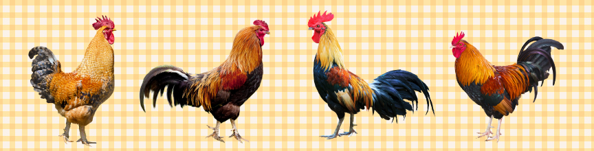 (image for) Large Roosters Holder