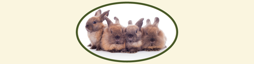 (image for) Large Bunnies Holder
