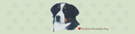 (image for) Large Bernese Mountain Dog Top (B)