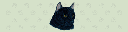 Large Cat - Black Top (B)