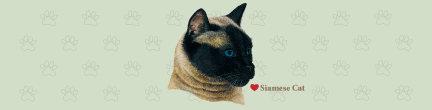 (image for) Large Cat - Siamese Top (B)